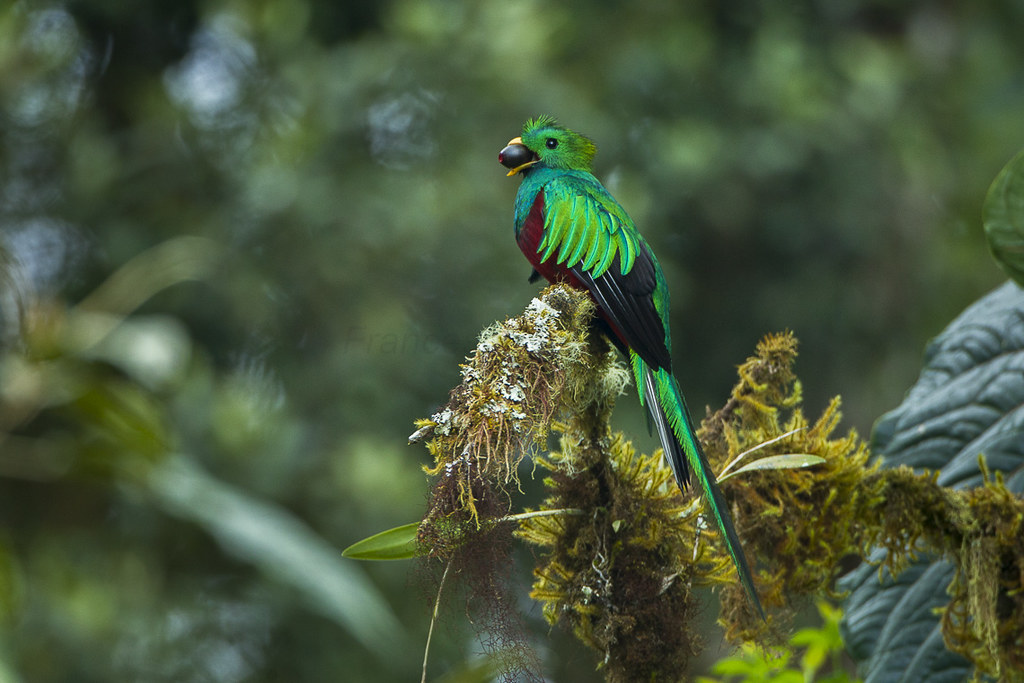 A Resplendent Quetzal with green and red plumage holds a berry on a mossy branch.