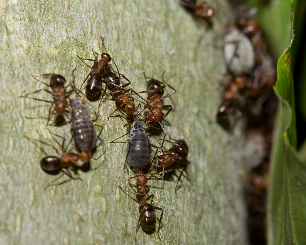 Brown ants are clustered around dark aphids on a plant surface.