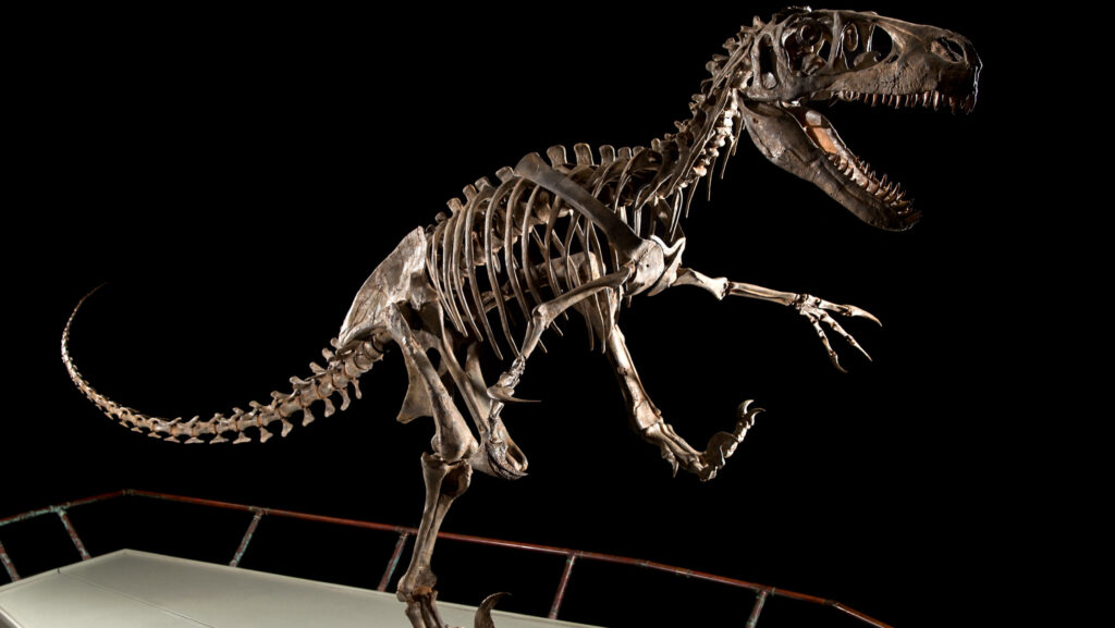 Utahraptor skeleton cast on exhibit at BYU Museum of Paleontology