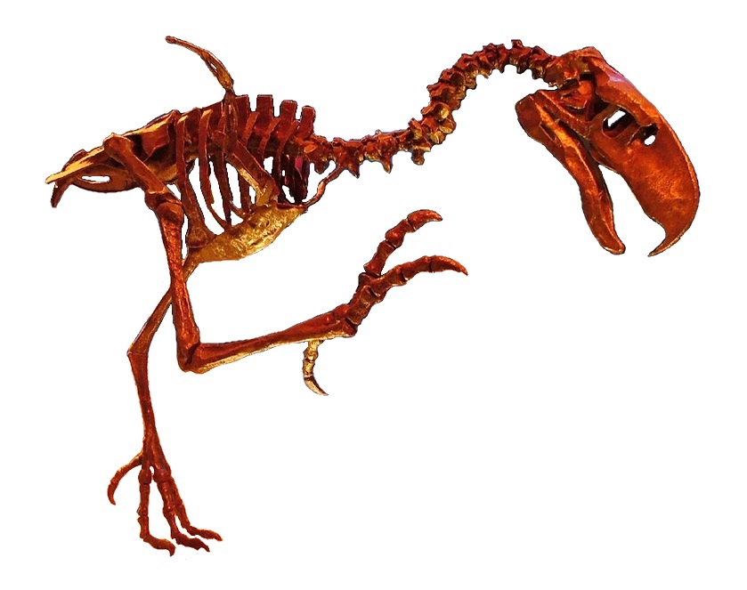 A skeletal reconstruction of Titanis, a large prehistoric flightless bird, is displayed.