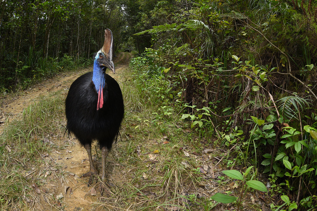 A Southern Cassowary with a colorful head and casque stands on a forest path.