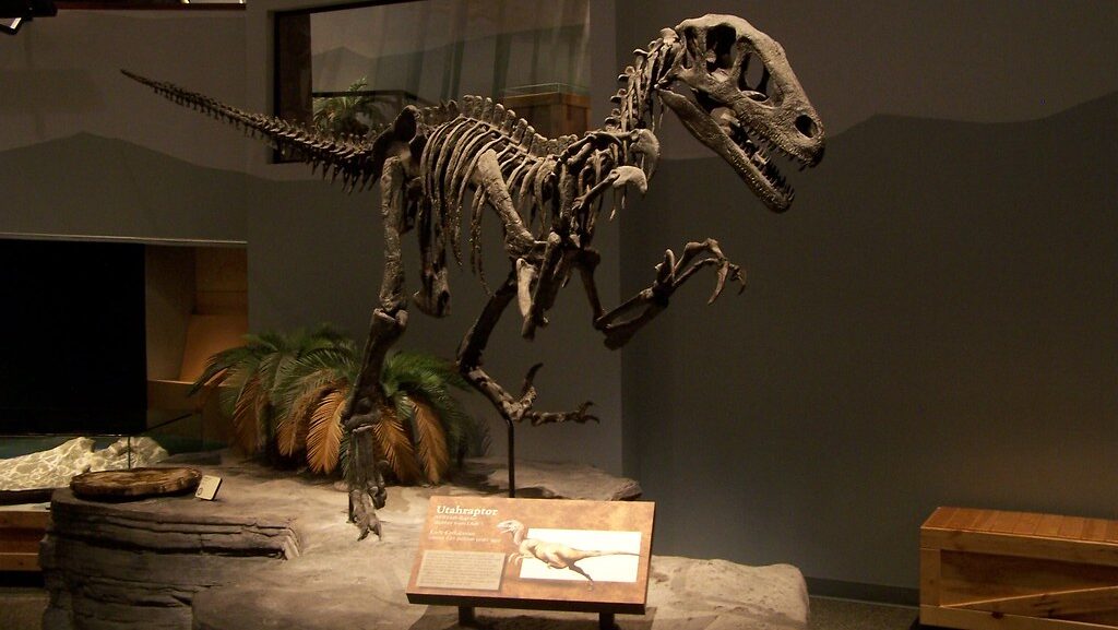 Utahraptor skeletal mount on display at the North American Museum of Ancient Life