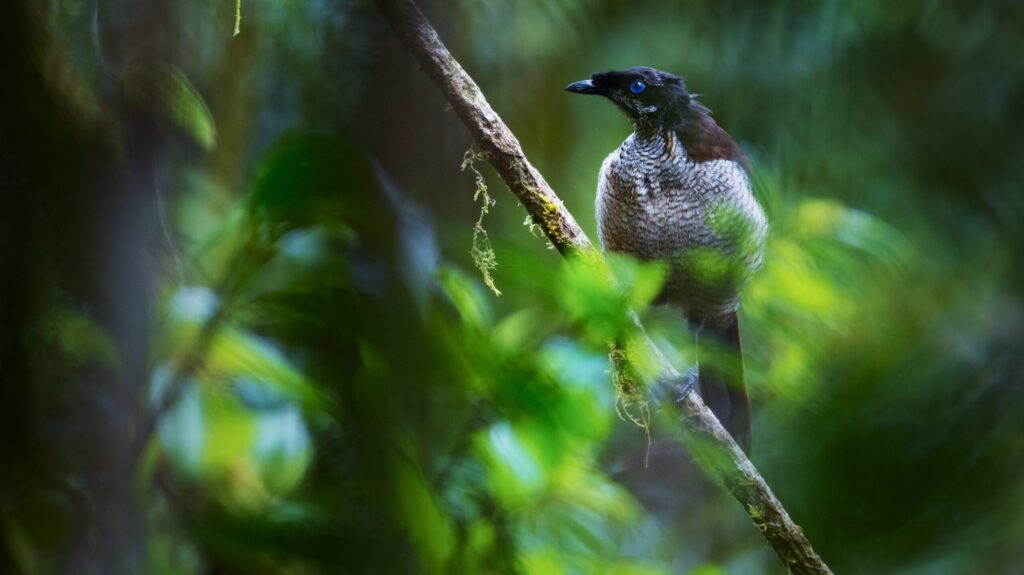 Female Western Parotia perched on a branch amid dense foliage