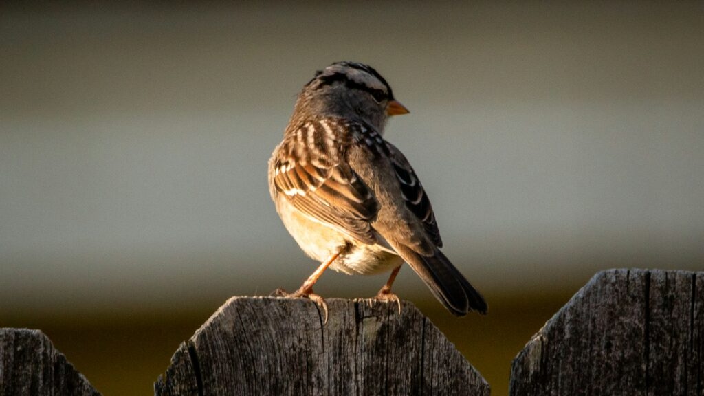 Sparrow perched on wooden backyard fence