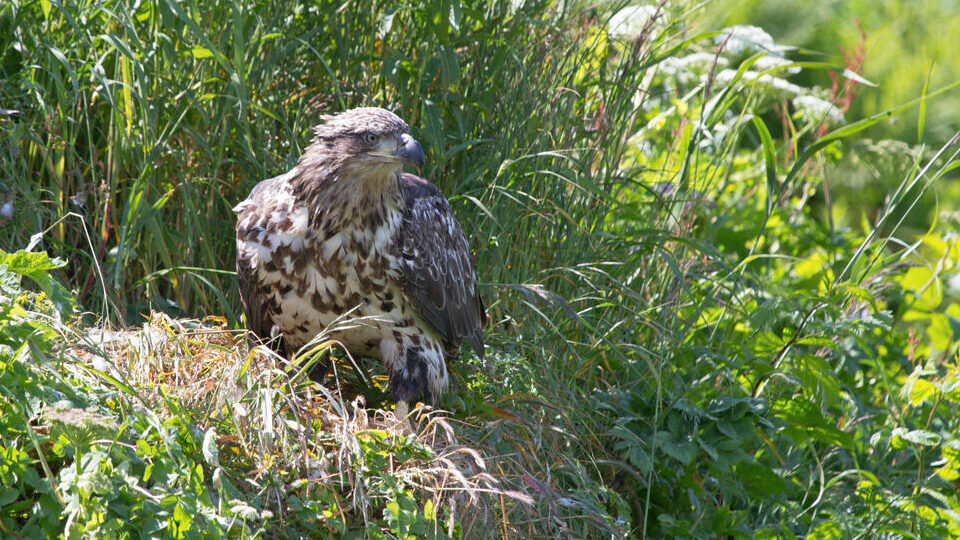 Juvenile Bald Eagle perched on dense green foliage