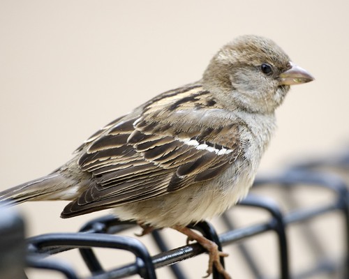 A small brown sparrow perches on a black metal fence, looking towards the right.