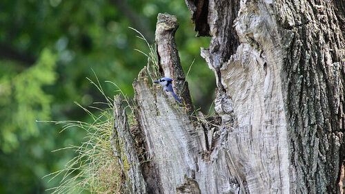 Blue jay nesting inside the hollow of a broken tree