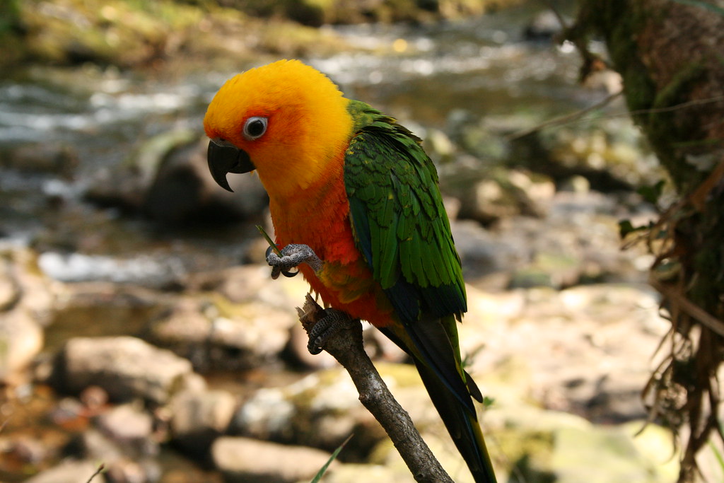 A vibrant Jandaya parakeet perches on a branch.