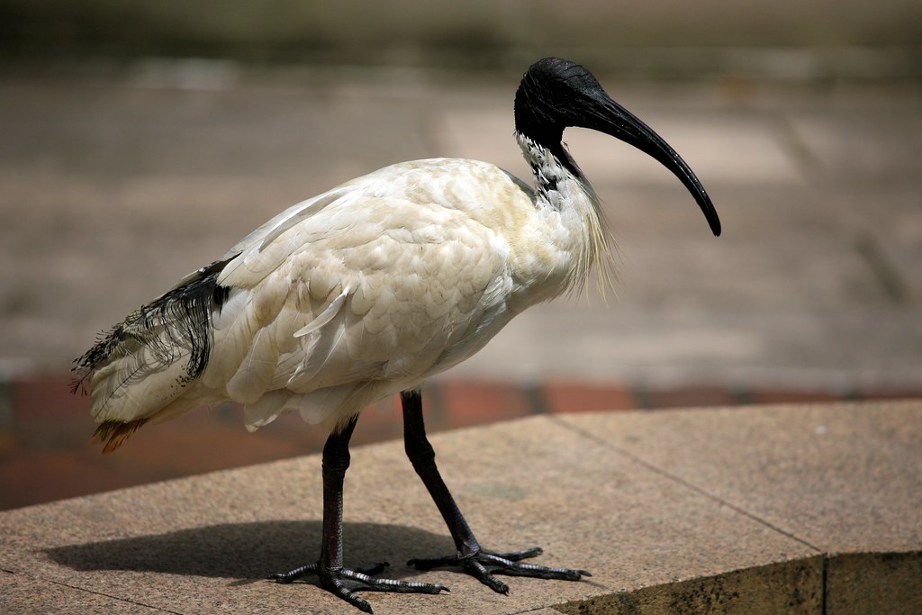 An Australian White Ibis stands on pavement, featuring its black head and curved beak.