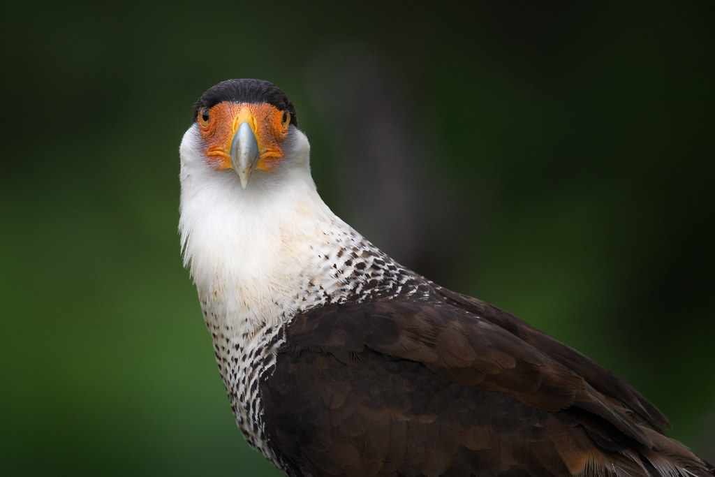 A Crested Caracara with a striking orange face and black crest stares forward.
