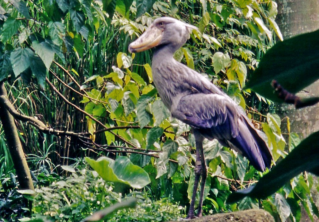 A Shoebill with grey plumage and a large bill stands amidst dense green foliage.