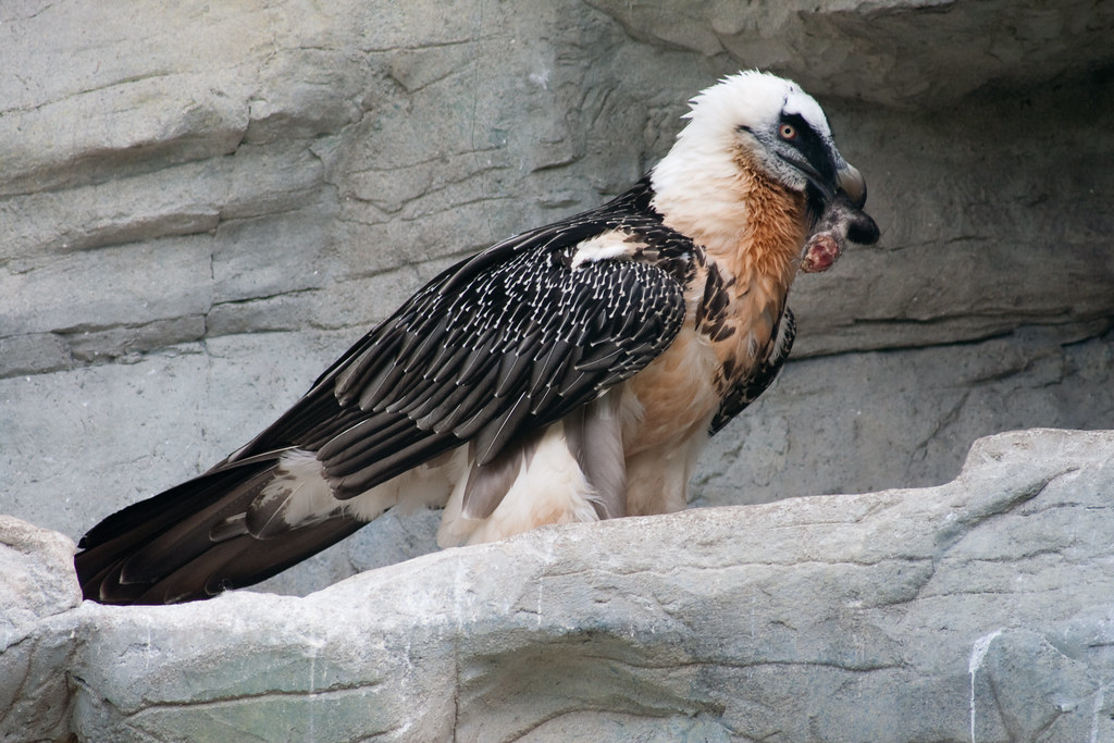 A Bearded Vulture with pale head and patterned wings perches on a rock, holding food.
