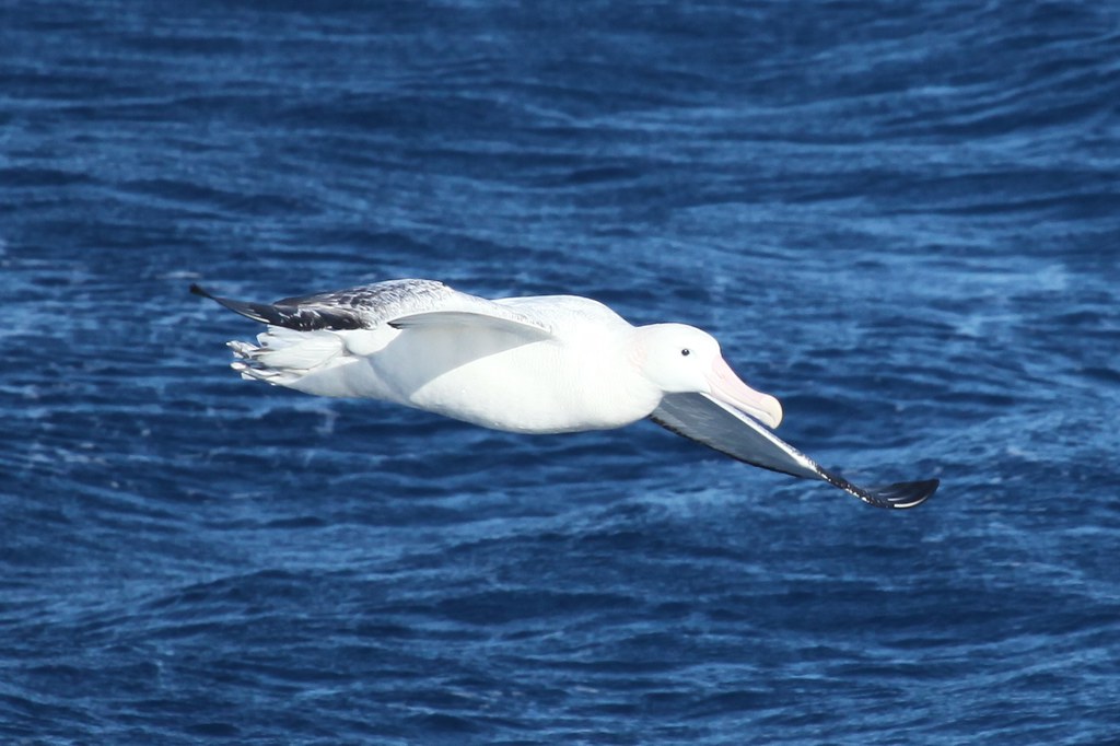 A majestic Wandering Albatross soars above the deep blue ocean.
