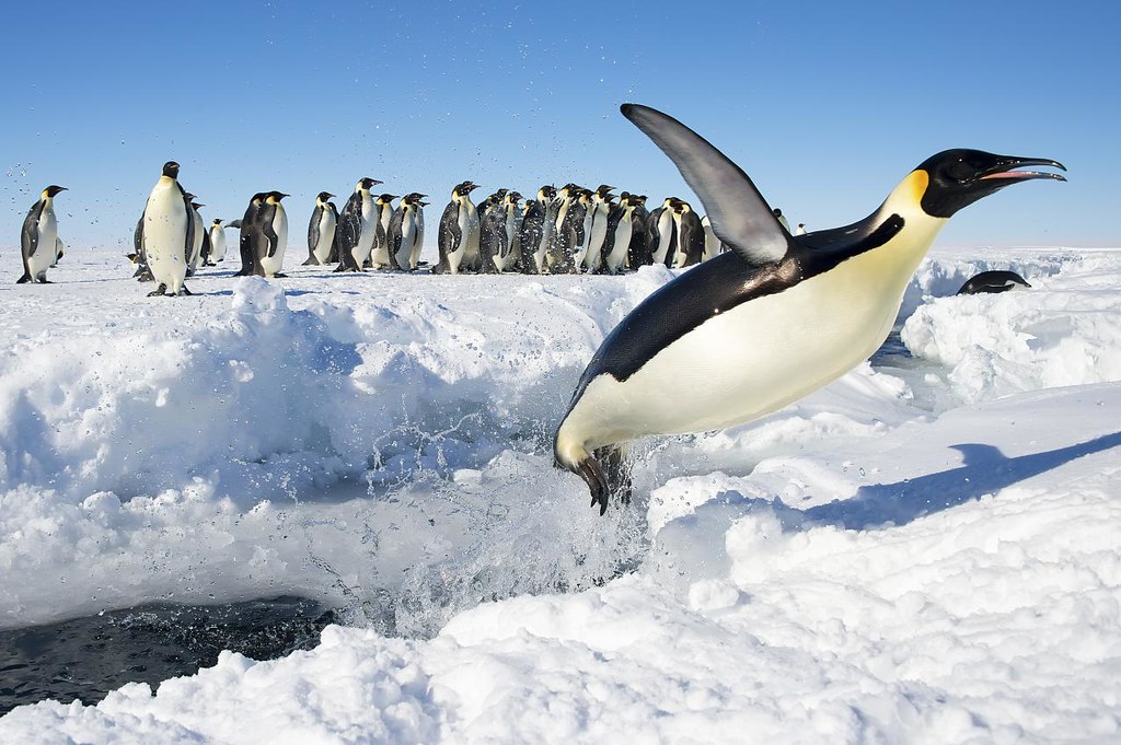 Emperor penguin jumps from water onto ice, with other emperor penguins in the background.