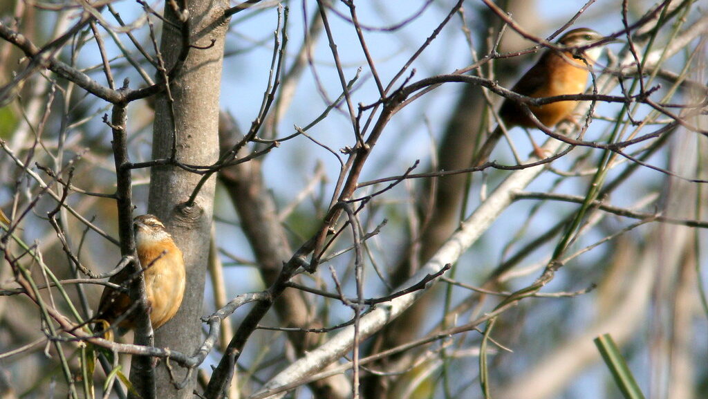 Carolina wrens perched individually on tree branches