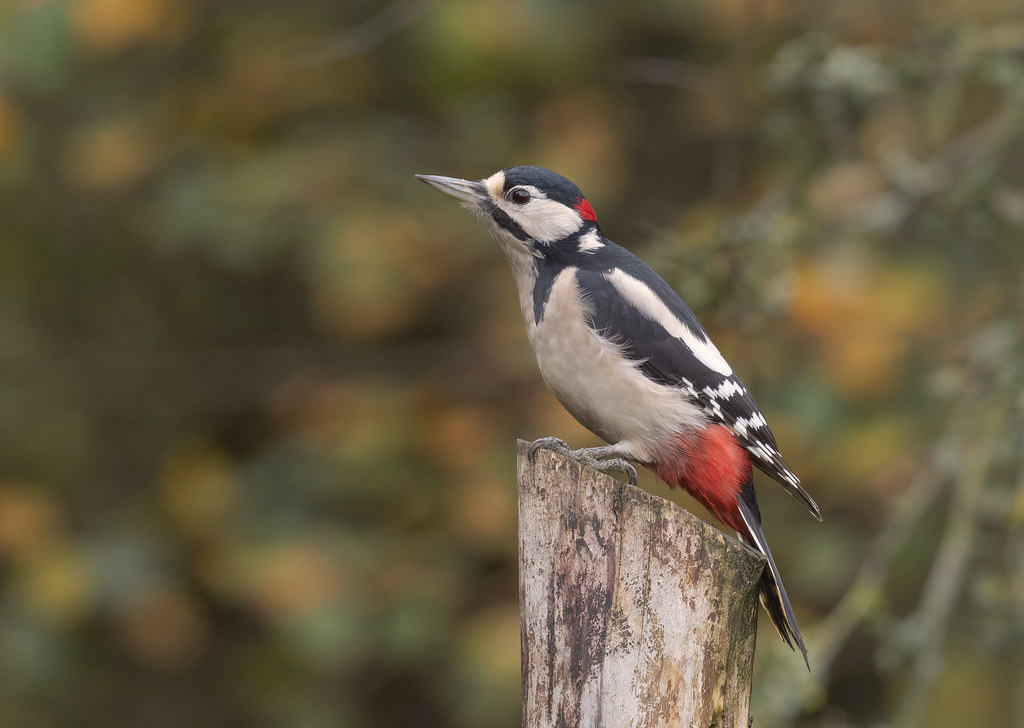A great spotted woodpecker with black, white, and red plumage perches on a tree stump.