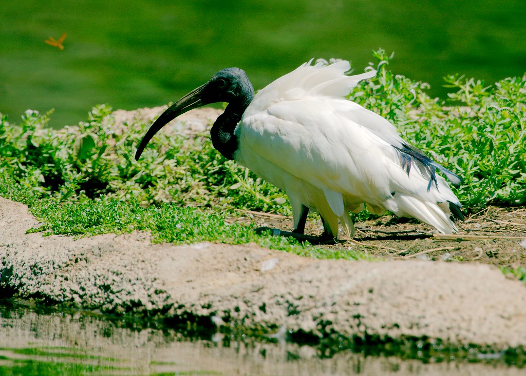 A majestic Egyptian Ibis stands on a grassy bank, its white feathers contrasting with its dark head.