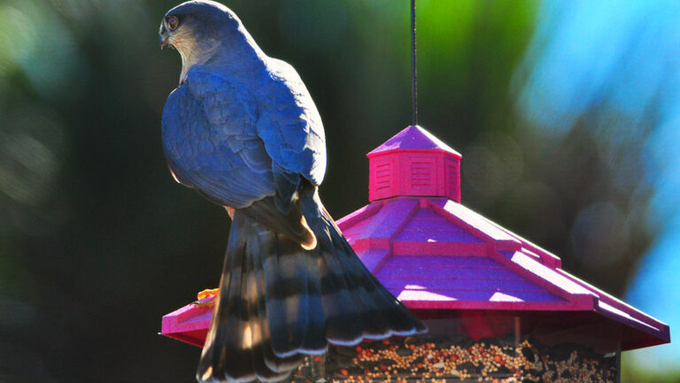 Hawk perched on top of a backyard bird feeder scanning the area