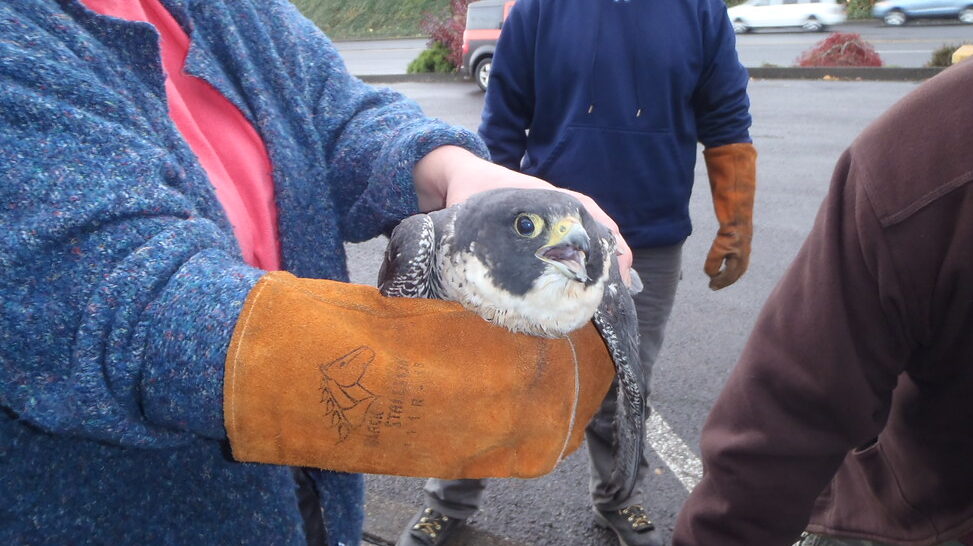 Rescued falcon being held after being rescued from a bridge