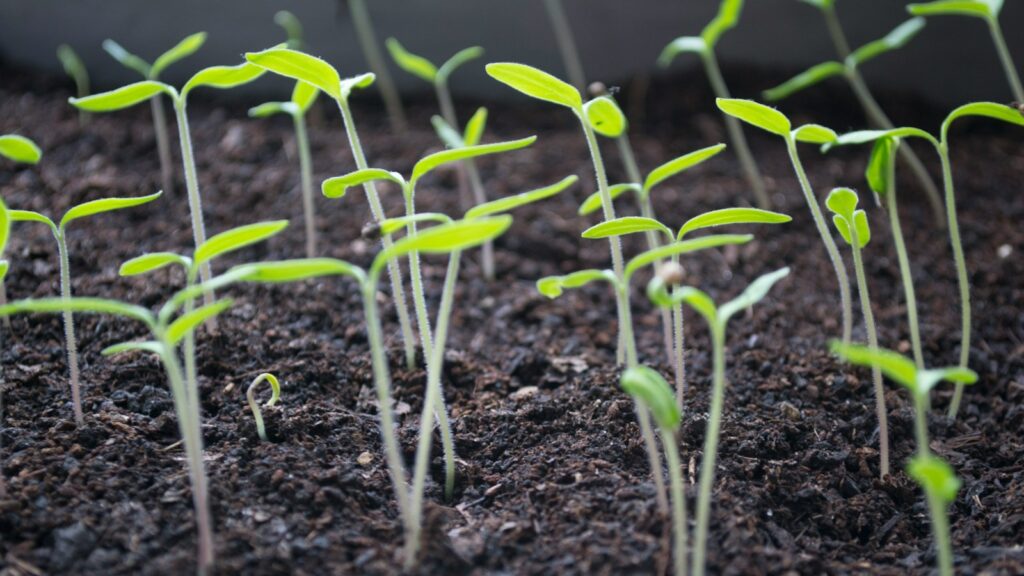 Fresh green sprouts emerging from rich dark soil