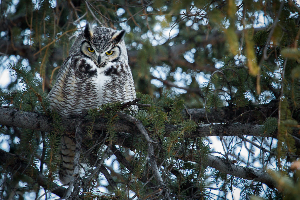 A great horned owl with piercing yellow eyes perches silently amidst pine branches.