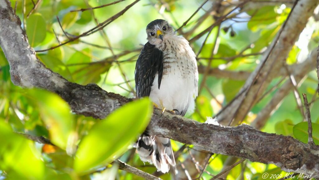 A Puerto Rican sharp-shinned hawk perches on a branch, looking directly forward.