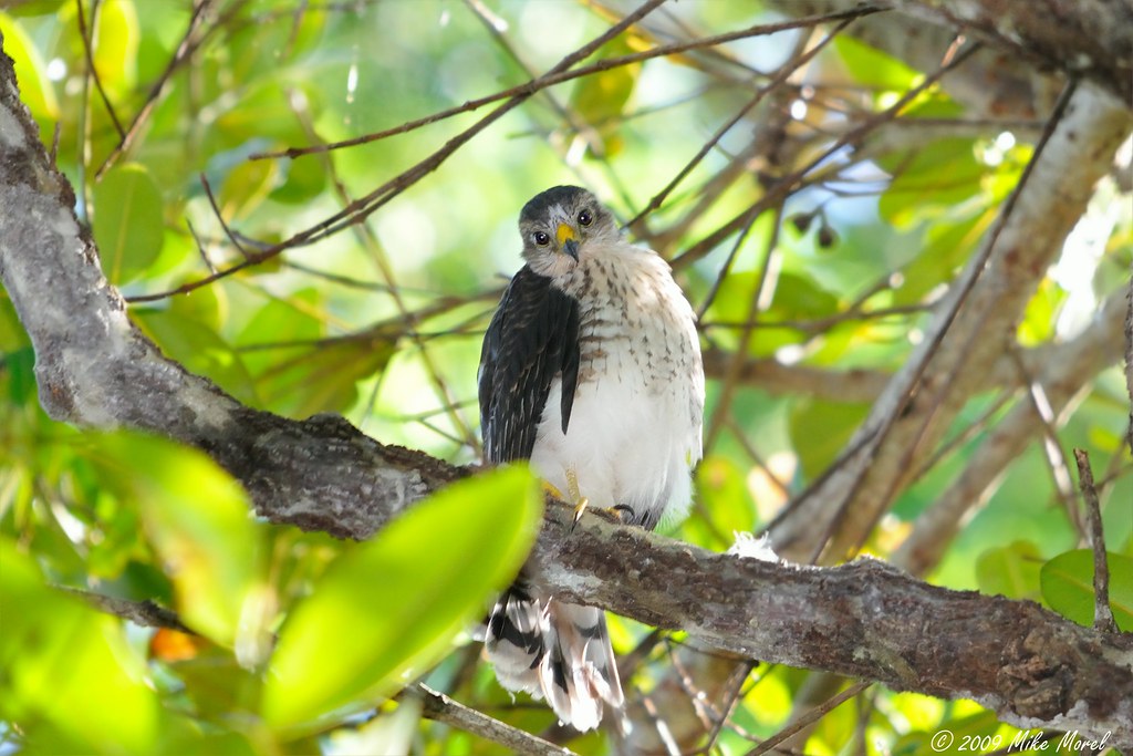 A Puerto Rican sharp-shinned hawk perches on a branch, looking directly forward.