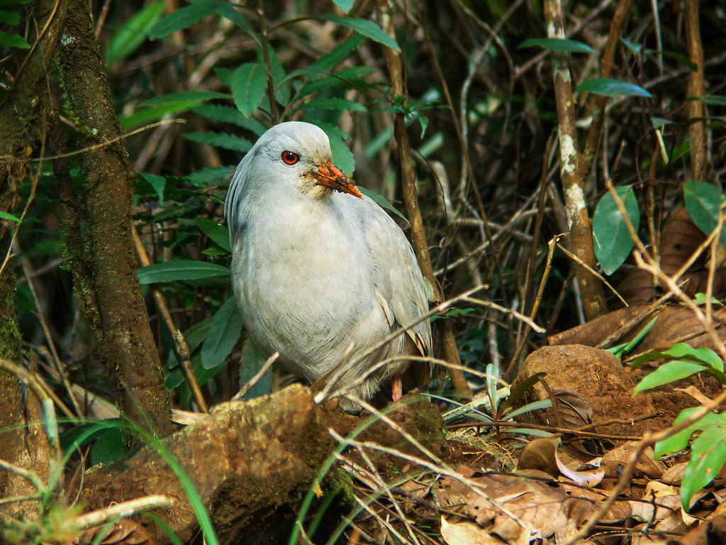 A kagu with red eyes and an orange bill stands among brown leaves.