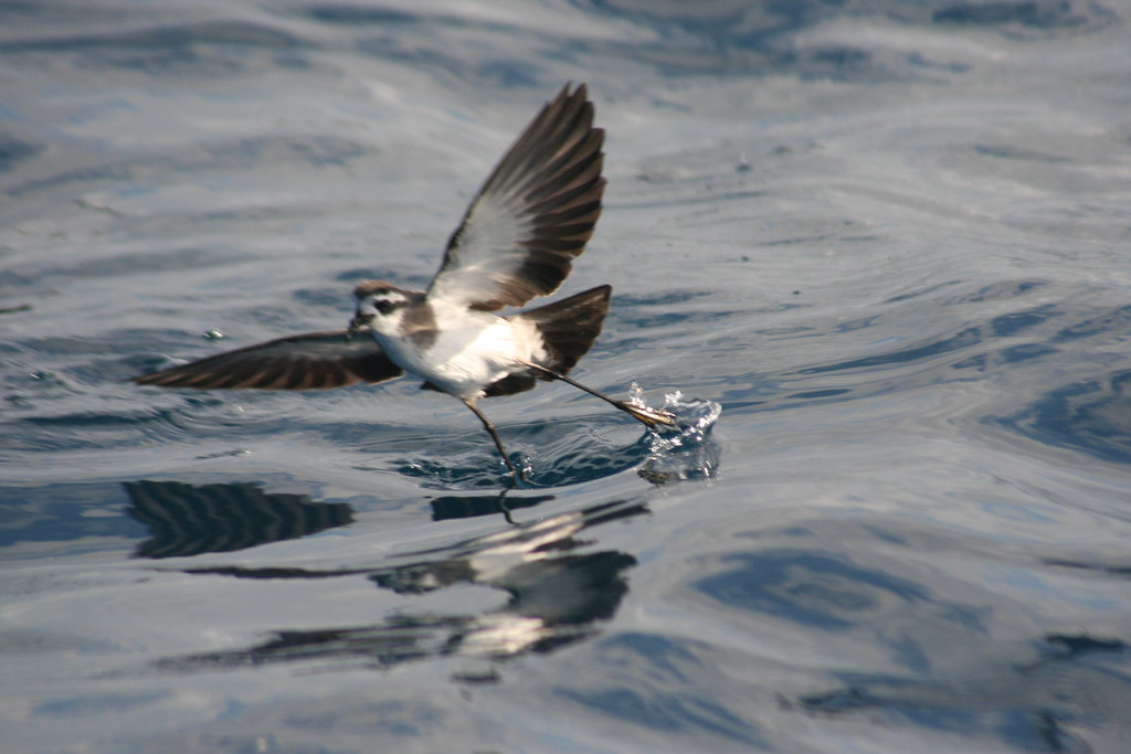 A White-faced Storm Petrel skims the water surface with spread wings and trailing feet.