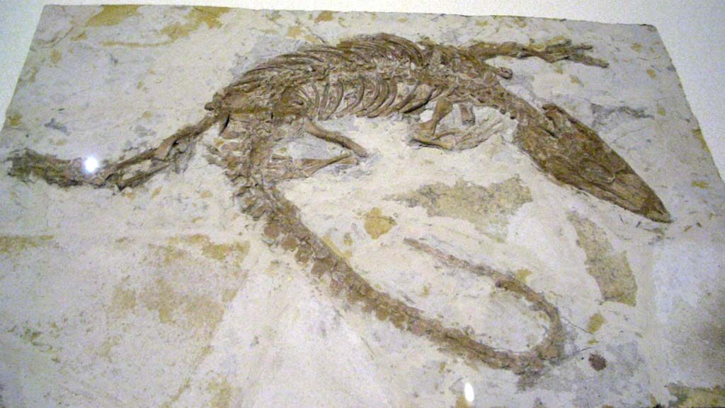 Monjurosuchus splendens fossil embedded in lacustrine rock from Yixian Formation, displayed at Hong Kong Science Museum