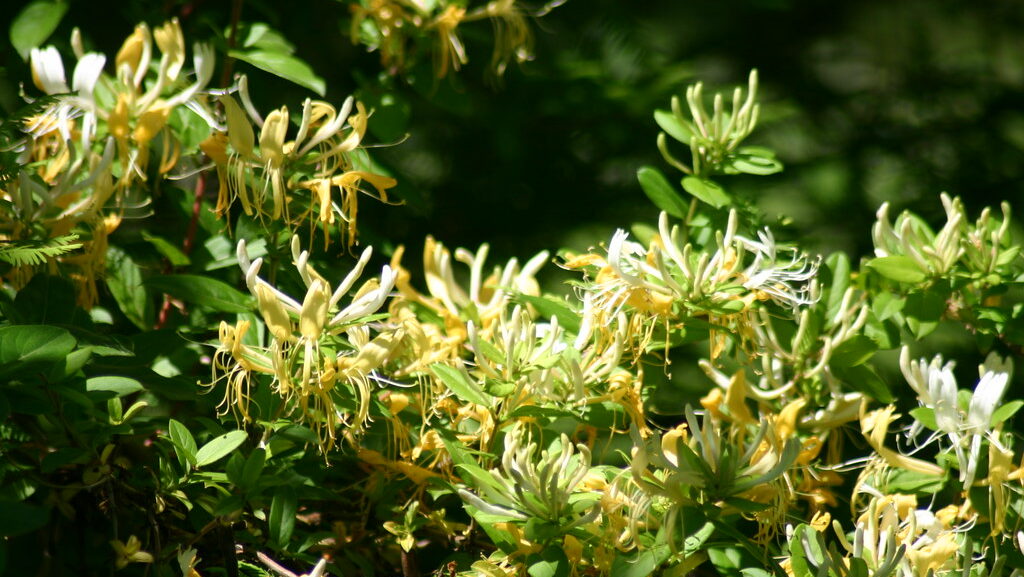 Japanese honeysuckle plant.