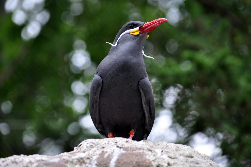 An Inca Tern with dark grey plumage, a red beak, and white moustache feathers.