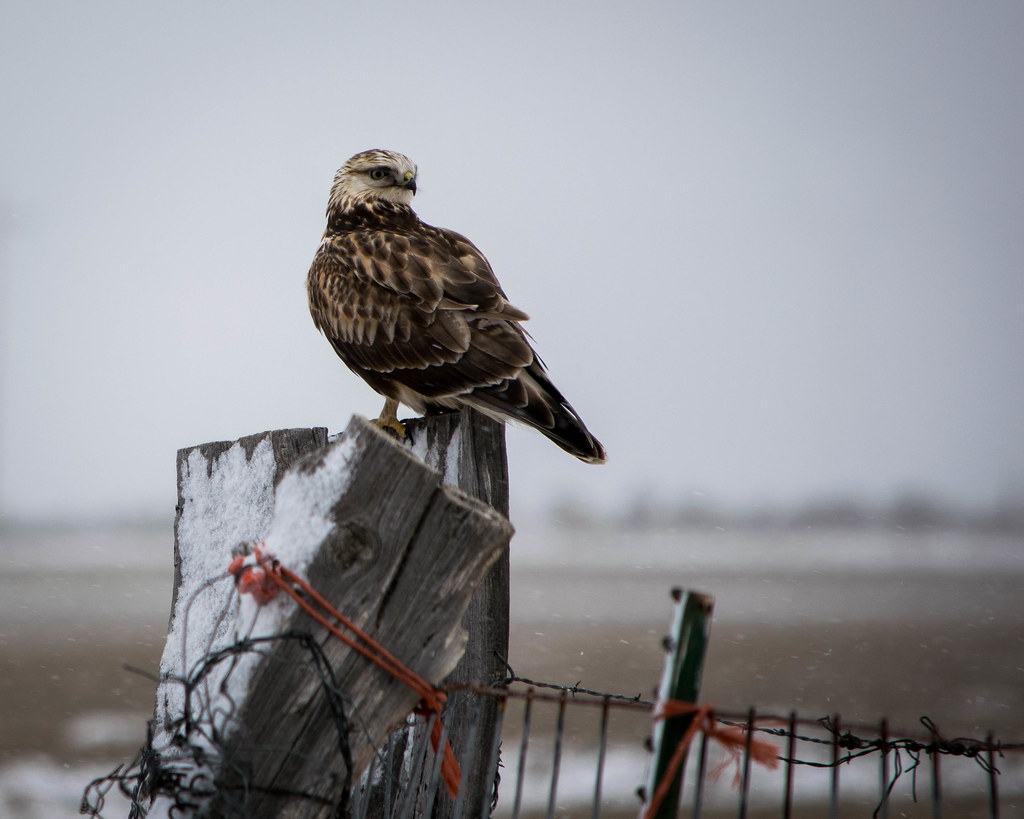 A rough-legged buzzard perches on a snow-dusted wooden post.