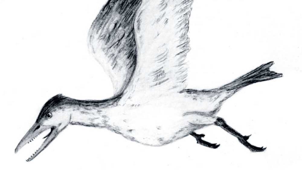 Pencil drawing illustration of Ichthyornis, the toothed seabird