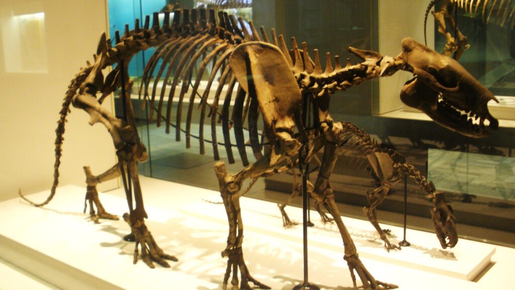 Fossil of Phenacodus, an extinct condylarth mammal, displayed at Senckenberg Museum Frankfurt