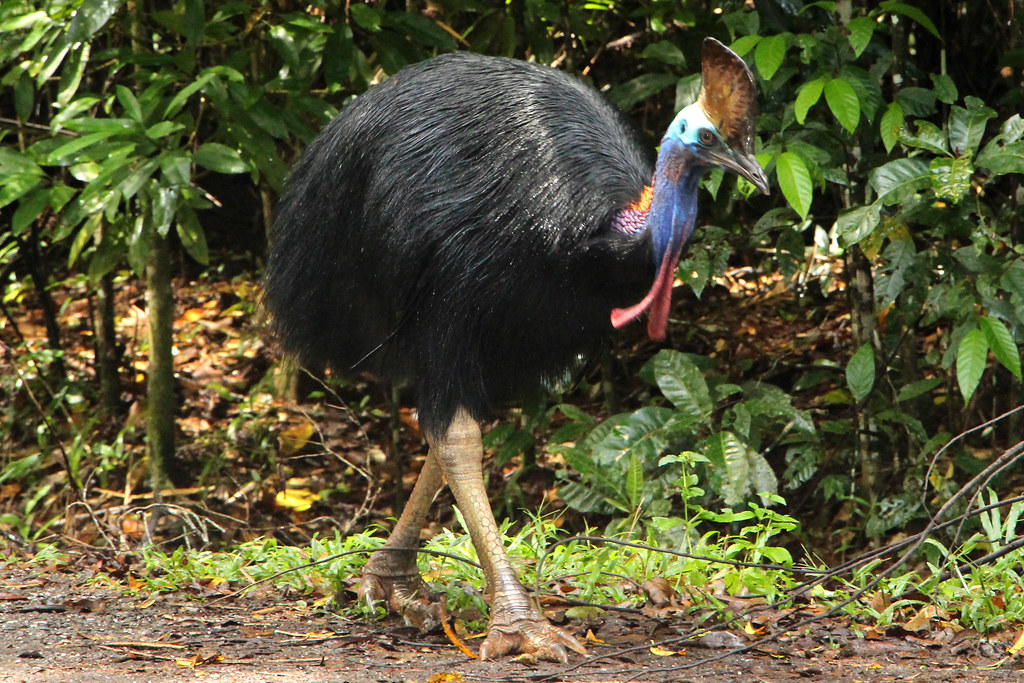 A Southern Cassowary with a colorful head and casque walks on a forest path.