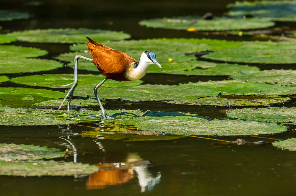 An African Jacana with long toes and brown plumage walks across lily pads.