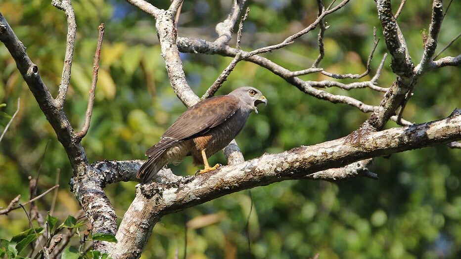 Ridgway's Hawk perched on a branch with open beak