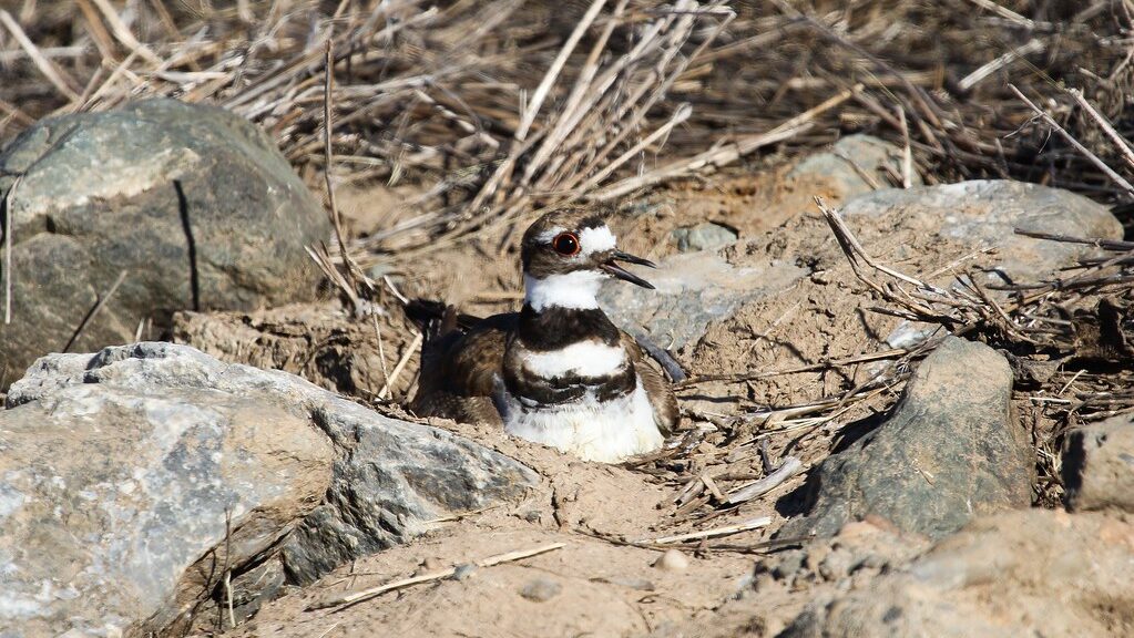 Killdeer bird nesting on rocky terrain