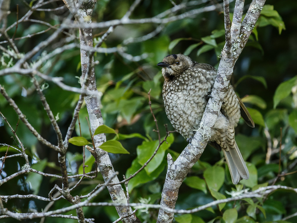 A female Regent Bowerbird with mottled brown and white plumage perches on a branch.