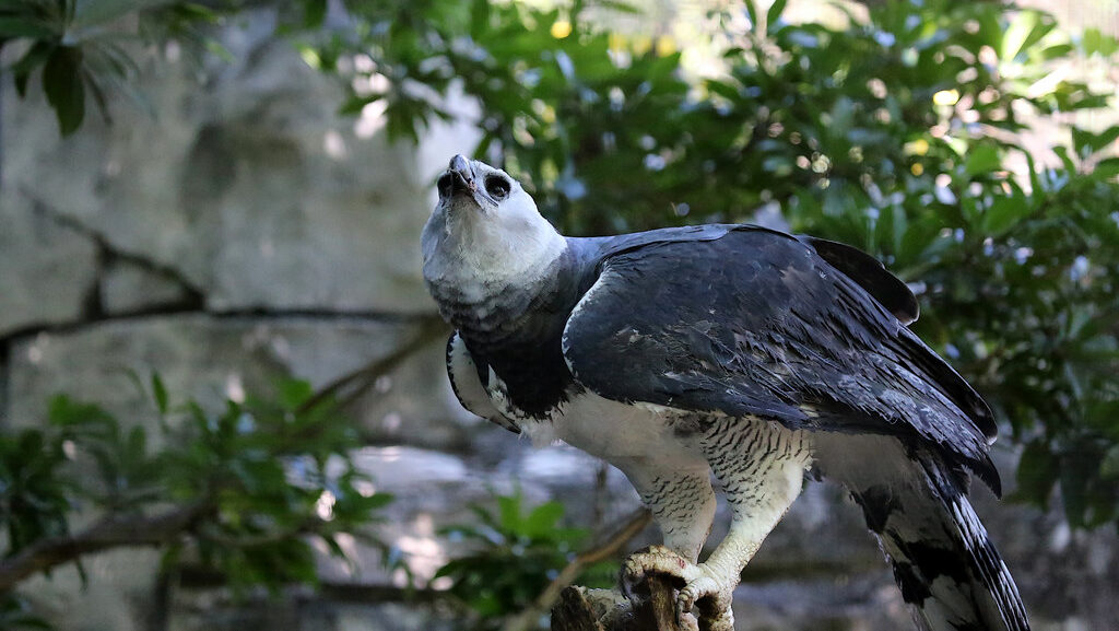 Female Harpy Eagle perched on a broken tree stump