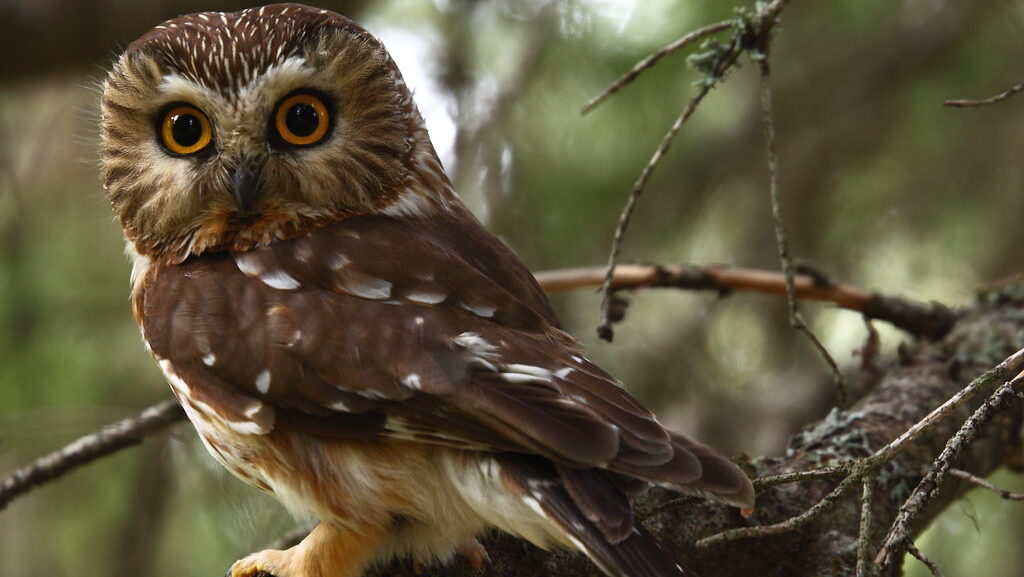 Male Northern Saw-whet Owl perched on a tree branch in forest habitat