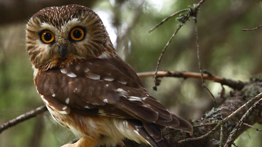 A Northern Saw-whet Owl perches on a branch, its large eyes gazing forward.