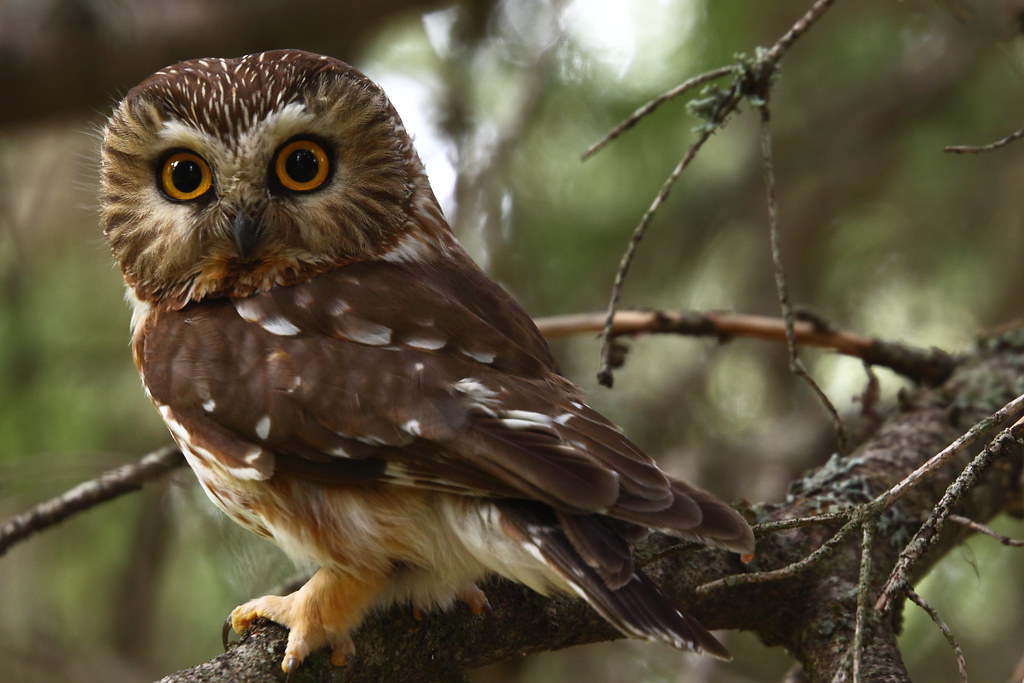 A Northern Saw-whet Owl perches on a branch, its large eyes gazing forward.