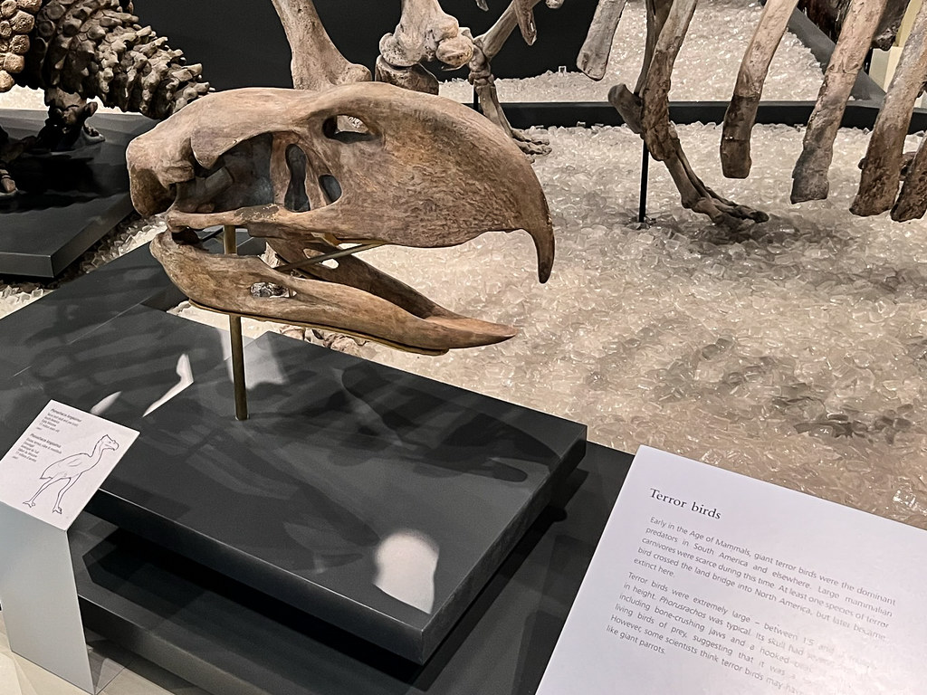 A detailed Phorusrhacos skull, a large prehistoric bird, is displayed on a stand in a museum exhibit.