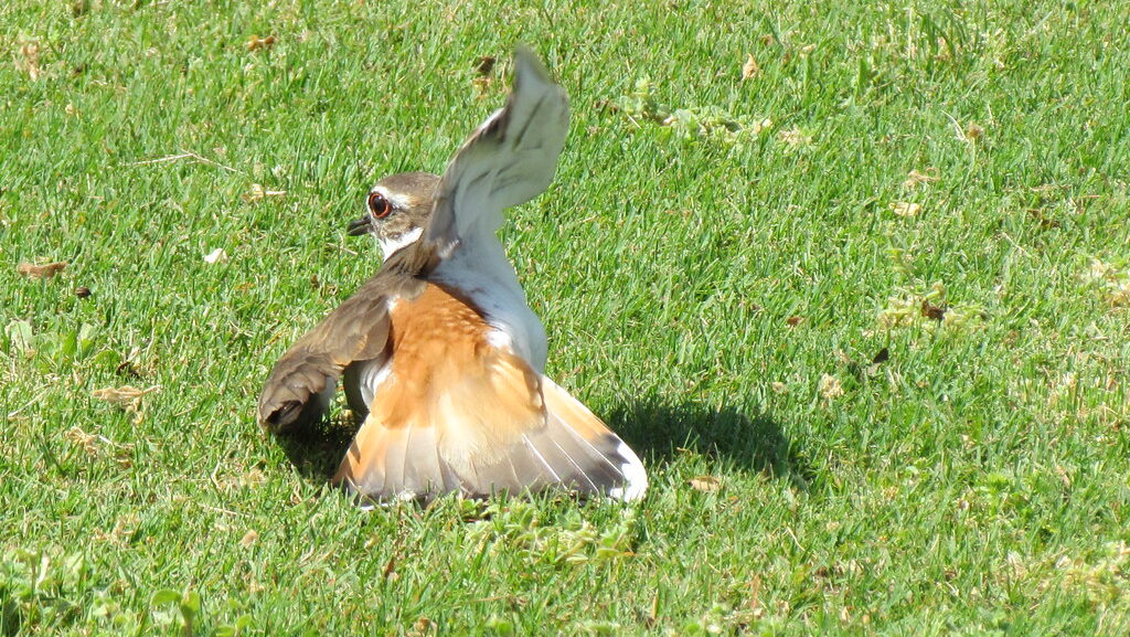Killdeer bird on grassy ground performing broken-wing distraction 