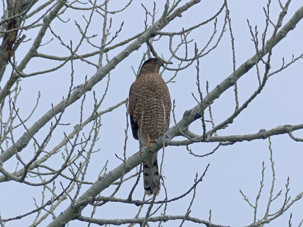 A Cooper's Hawk with brown plumage and a long tail perches on a bare tree branch against a pale sky.