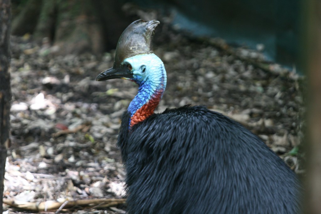 A southern cassowary with black feathers, a blue and red neck, and a casque.