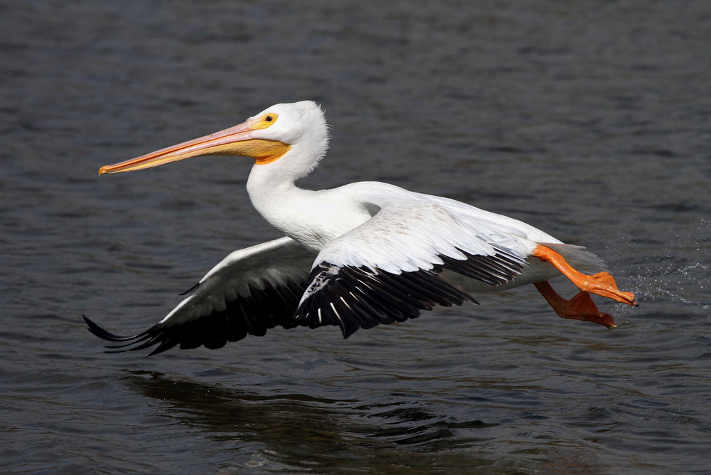 An American White Pelican flies low over dark water with wings spread and feet trailing.