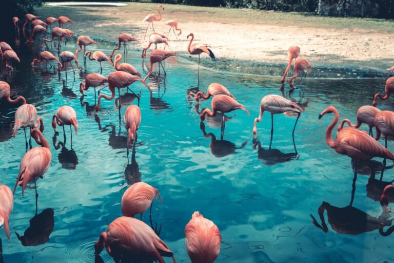 A flock of pink flamingos with long legs wades in vibrant blue water, creating reflections.